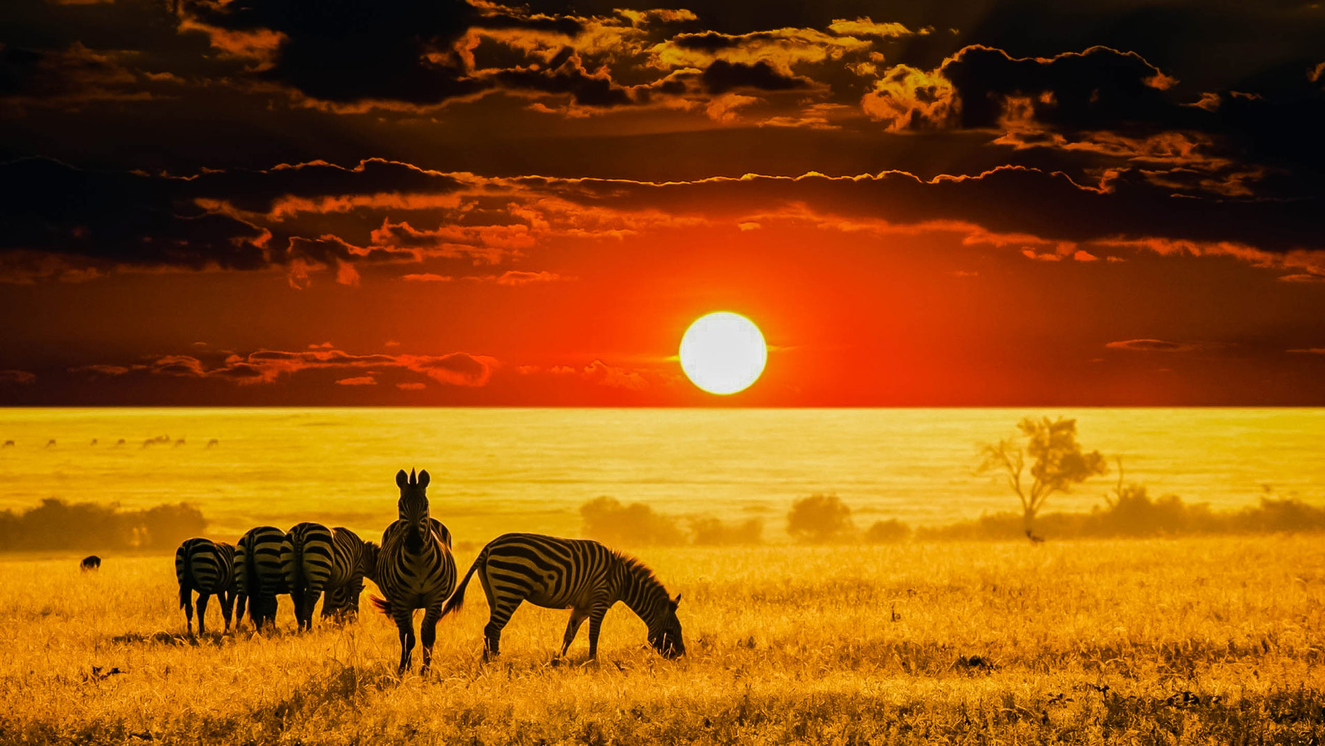 Once You See This Video You Will Fall In Love With Africa Africa, sunset in savanna and zebras