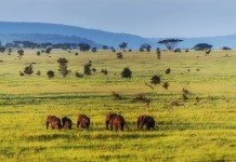 Tanzania: Natural Paradise Tanzania - Africa, natural paradise